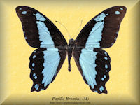 251-butterfly-Papilio-Bromius-(M)