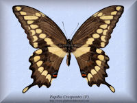 252-butterfly-Papilio-Crespontes-(F)-GA-USA