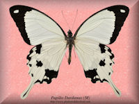 254-butterfly-Papilio-Dardanus-(M)-Bambiri-RCA