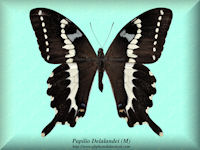 255-butterfly-Papilio-Delalandei-(M)-Madagascar