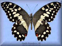 256-butterfly-Papilio-Demodocus-(M)-Bambiri-RCA
