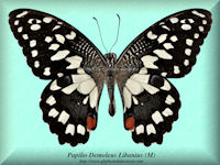257-butterfly-Papilio-Demoleus-Libanius-(M)-Marinduque