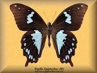259-butterfly-Papilio-Epiphorbus-(M)-Madagascar