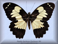 260-butterfly-Papilio-Euchenor-Euchenor-(M)-Arfak
