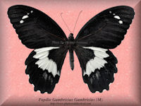 261-butterfly-Papilio-Gambrisius-Gambrisius-(M)-Ceram