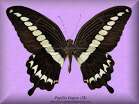 262-butterfly-Papilio-Gigon-(M)-Sulawesi