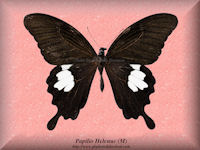 267-butterfly-Papilio-Helenus-(M)-South-East-Asia-India
