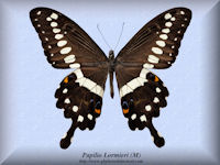 268-butterfly-Papilio-Lormieri-(M)-CAR-RCA