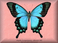 269-butterfly-Papilio-Lorquinianus-Albertisi-(M)-Australia