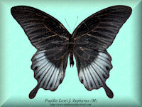 271-butterfly-Papilio-Lowi-f.-Zephyrus-(M)-Palawan
