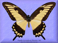 272-butterfly-Papilio-Lycophron-Phanias-(M)-Satipo-Peru