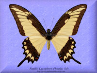 273-butterfly-Papilio-Lycophron-Phanias-2-(M)-Satipo-Peru