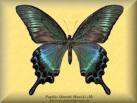 274-butterfly-Papilio-Maacki-Maacki-(M)-China