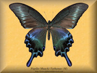 275-butterfly-Papilio-Maacki-Tuthanus-(M)-Japan