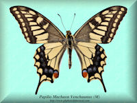 276-butterfly-Papilio-Machaon-Venchaunus-(M)-China