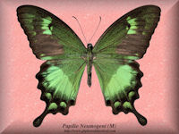 277-butterfly-Papilio-Neumogeni-(M)-Sumba