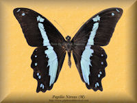 278-butterfly-Papilio-Nireus-(M)