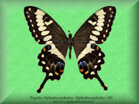 279-butterfly-Papilio-Ophidiocephalus-Ophidiocephalus-(M)-Tanzania