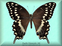 280-butterfly-Papilio-Palamedes-(M)-GA-USA