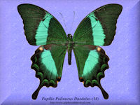 281-butterfly-Papilio-Palinurus-Daedelus-(M)-Marinduque
