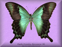 282-butterfly-Papilio-Peranthus-Baweanicus-(M)-Bawean
