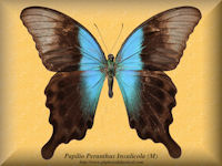 283-butterfly-Papilio-Peranthus-Insulicola-(M)-Sulawesi