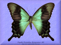 284-butterfly-Papilio-Peranthus-Kangeanus-(M)-Kangean