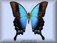 285-butterfly-Papilio-Pericles-(M)-Wetar