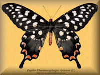 286-butterfly-Papilio-Pharmacophagus-Antenor-(F)-Madagascar
