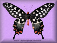 287-butterfly-Papilio-Pharmacophagus-Antenor-(M)-Madagascar