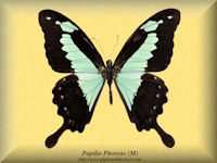 288-butterfly-Papilio-Phorcas-(M)-CAR-RCA