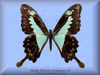 289-butterfly-Papilio-Phorcas-Congoanus-(F)-Uganda