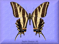 290-butterfly-Papilio-Pilumnus-(M)-Guadelajara-Mexico