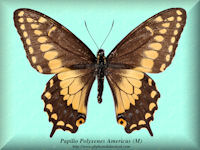 291-butterfly-Papilio-Polyxenes-Americus-(M)-Colombia