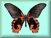294-butterfly-Papilio-Rumanzovia-(Underside)
