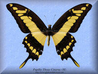 295-butterfly-Papilio-Thoas-Cinyras-(M)-Peru
