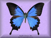 298-butterfly-Papilio-Ulysses-(M)