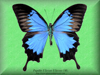 299-butterfly-Papilio-Ulysses-Ulysses-(M)-Ambon-Ceram