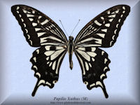 300-butterfly-Papilio-Xuthus-(M)Kapaa-Hawaii