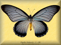 301-butterfly-Papilio-Zalmoxis-1-(M)-Cameroon-RCA