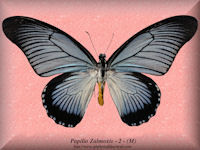 302-butterfly-Papilio-Zalmoxis-2-(M)-Cameroon-RCA