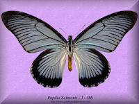 303-butterfly-Papilio-Zalmoxis-3-(M)-Cameroon-RCA