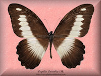 304-butterfly-Papilio-Zenobia-(M)-RCA