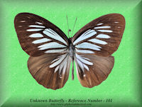 305-butterfly-Pareronia-Tritea-Hermocinia