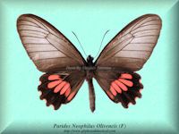 306-butterfly-Parides-Neophilus-Olivencis-(F)-Peru