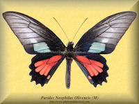 307-butterfly-Parides-Neophilus-Olivencis-(M)-Peru