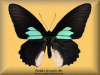 308-butterfly-Parides-Sesostris-(M)-Peru