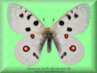 310-butterfly-Parnassius-Apollo-Merzbacheri-(M)-Kirghizia