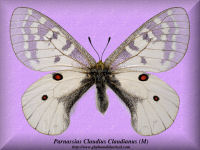 311-butterfly-Parnassius-Claudius-Claudianus-(M)-MT-Chean-BC
