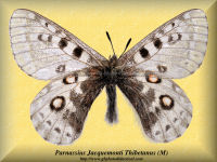 313-butterfly-Parnassius-Jacquemonti-Thibetanus-(M)-China